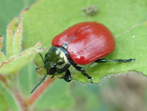 Chrysomela tremula